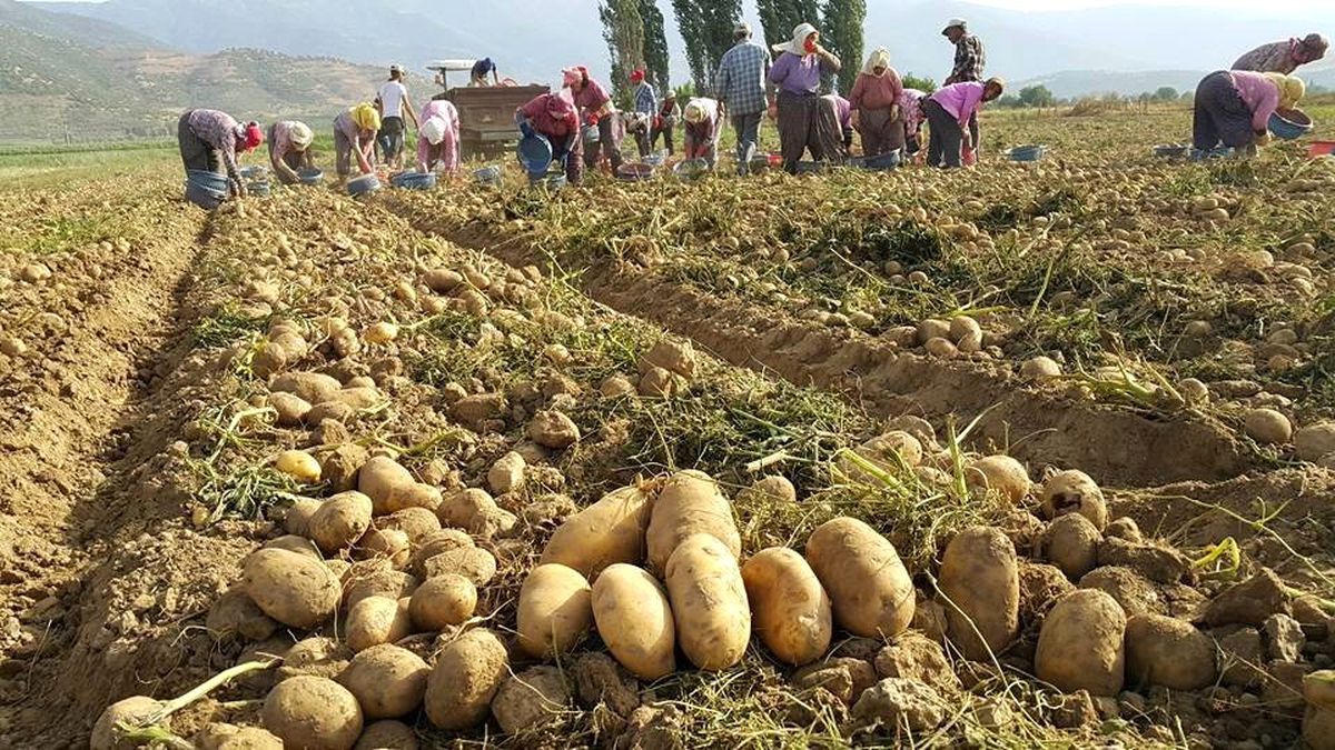 Patates üreticisinde 1,5 lira beklentisi