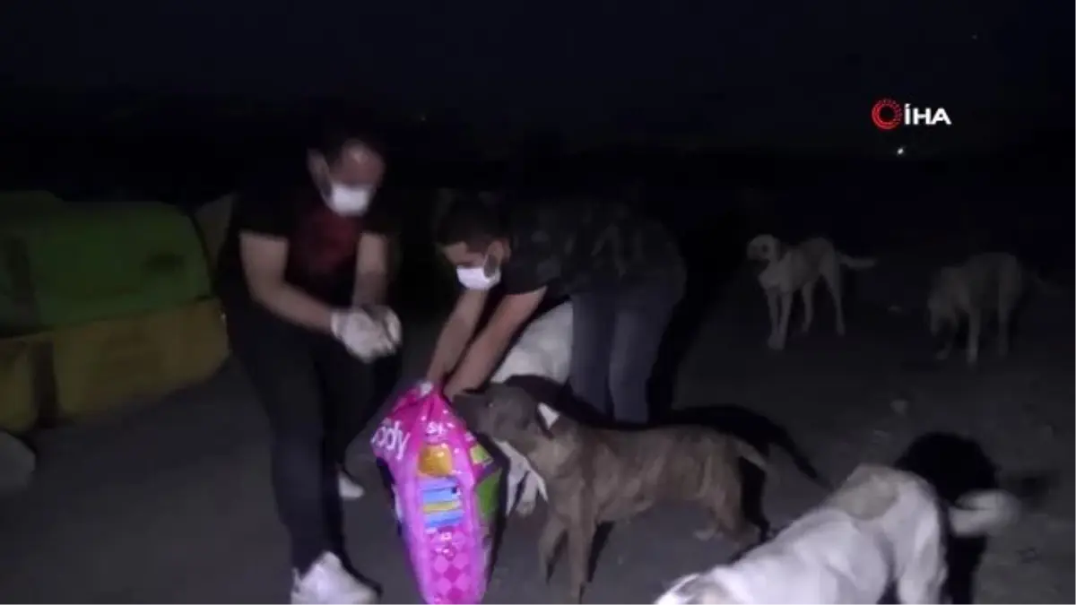 Sosyal medya üzerinden toplanan gençler hayvanları sahipsiz bırakmadı