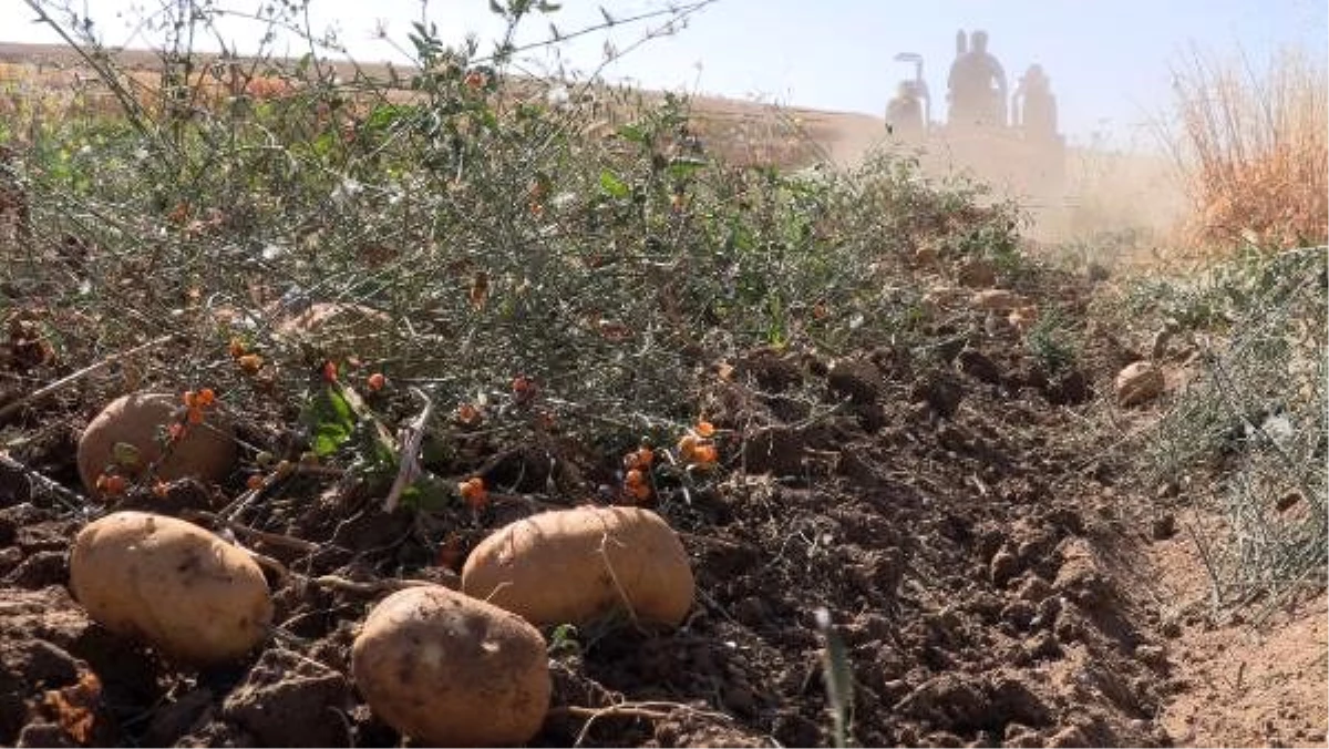 Yozgat\'ta 6 çeşit yerli patatesin hasadı yapıldı