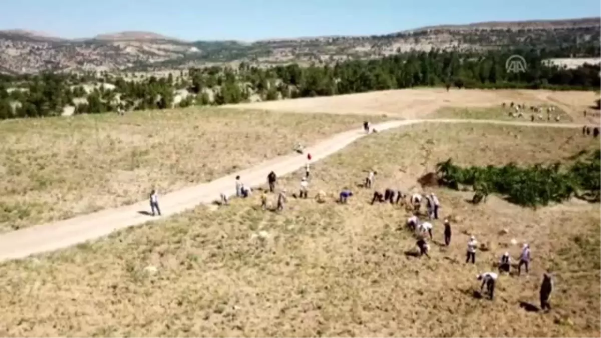 Boş araziye ekilen nohutun geliri öğrencilere "burs" olacak