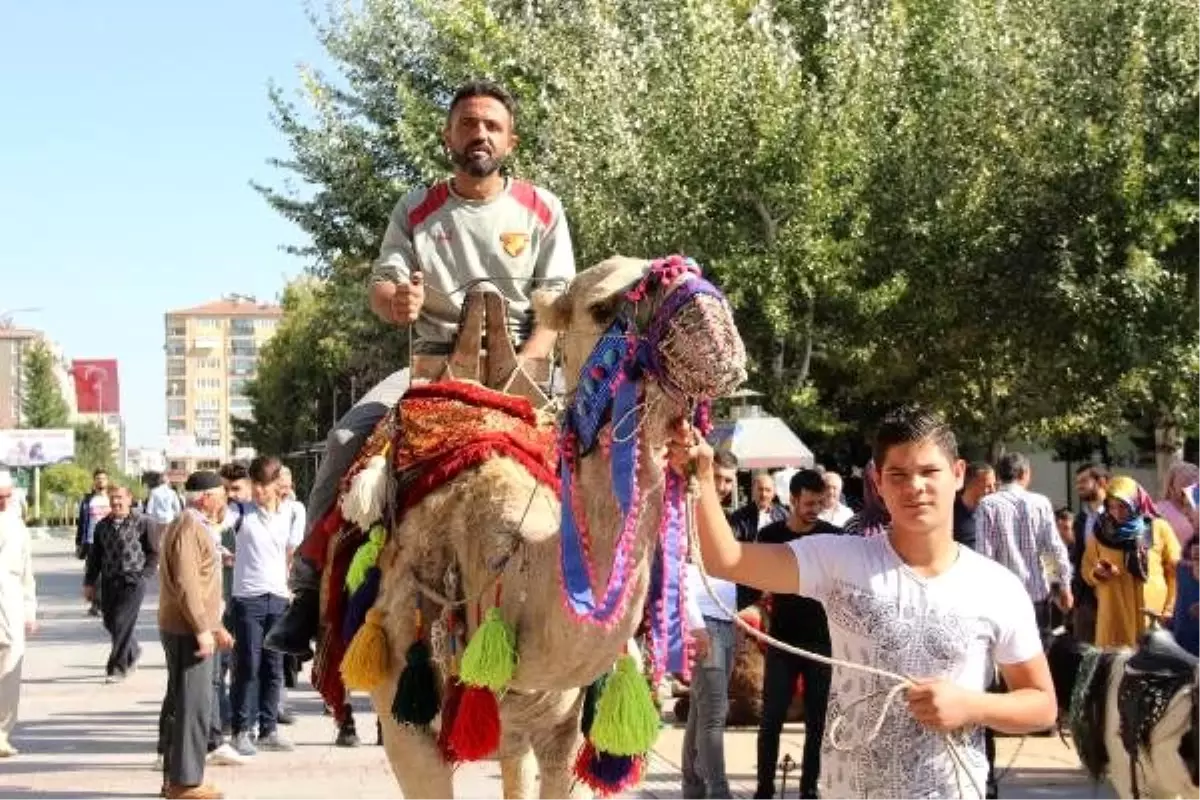 Denizli\'den Elazığ\'a getirilen develere yoğun ilgi