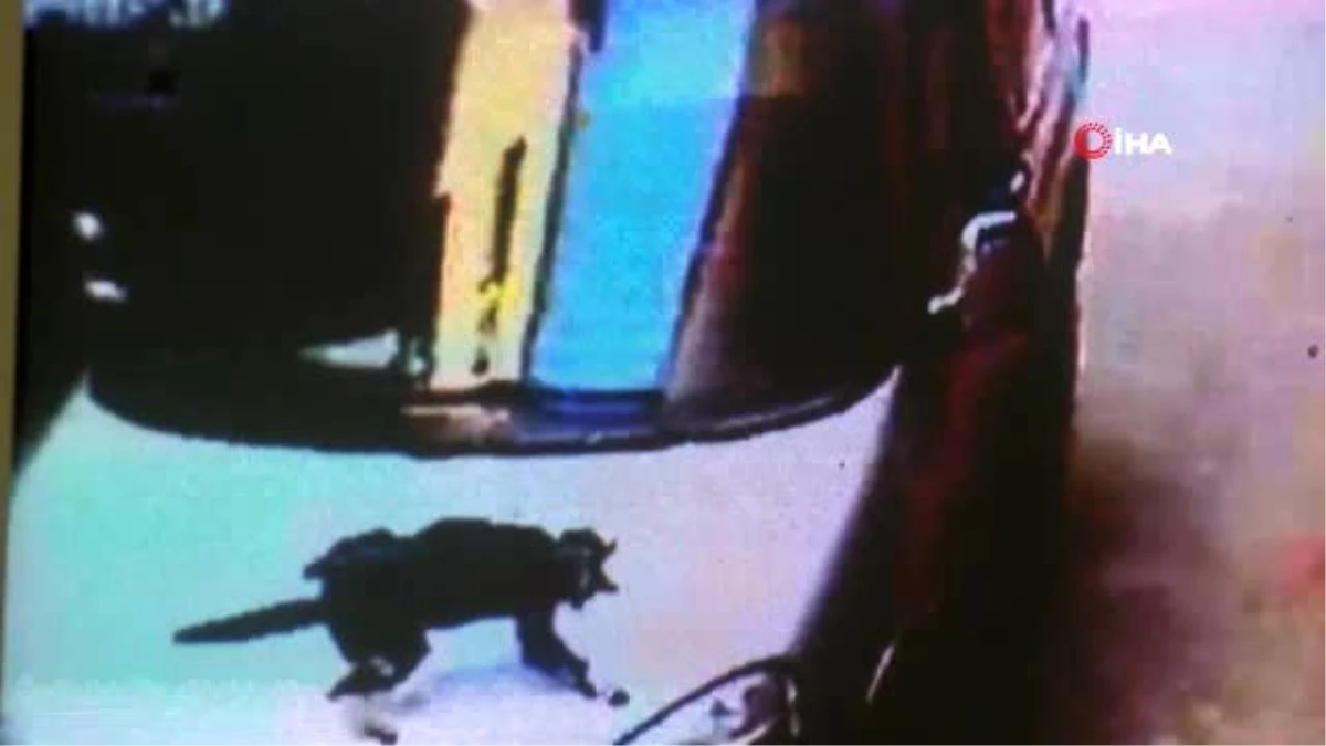 5. kattan dört ayak üstüne düşen kedinin görüntüleri güvenlik kamerasına yansıdı