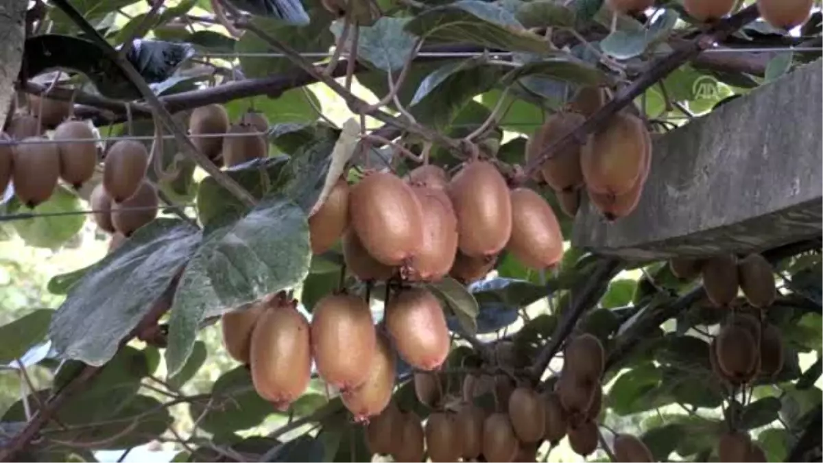 Kivi satış fiyatı belirlendi