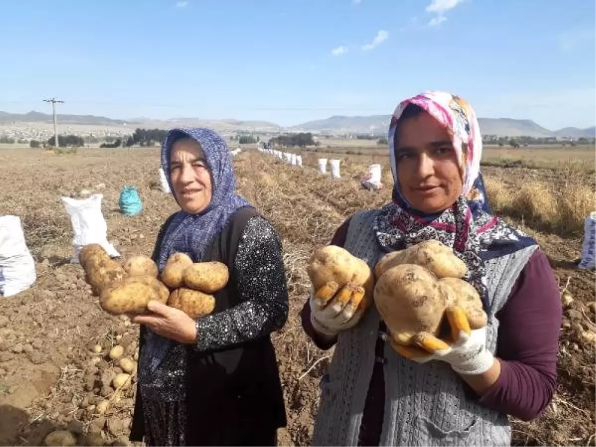 Milli patateste yüksek verim; tanesi 400 gram geliyor