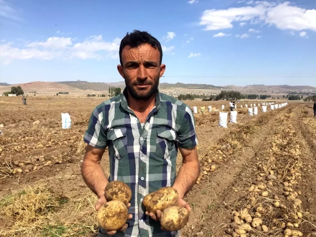 Niğde\'de 2 çeşit yerli patates hasadı yapıldı