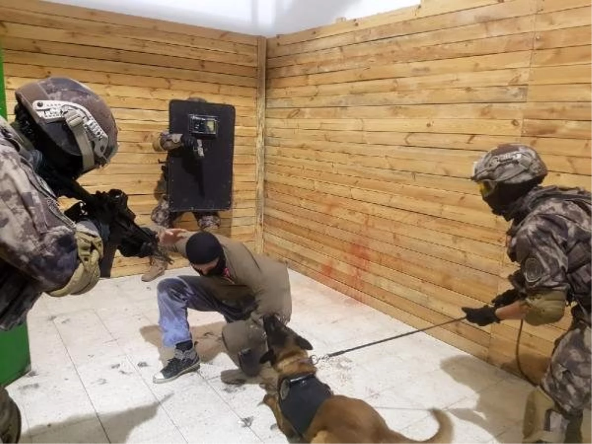 Operasyon köpekleri, en zor görevler için eğitiliyor