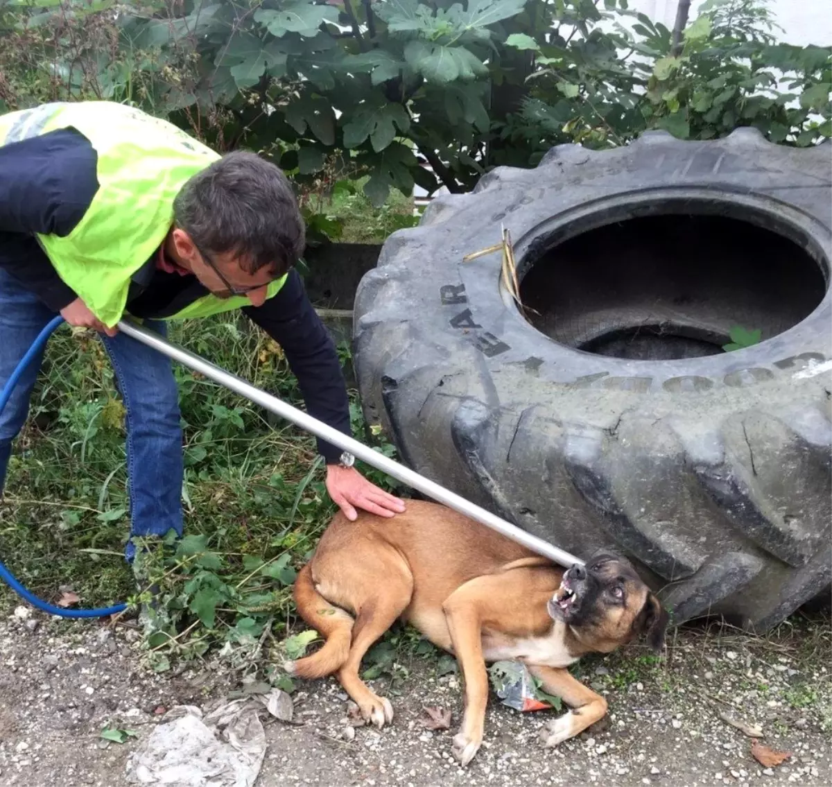 Otomobilin çarptığı köpeğin yardımına koştular