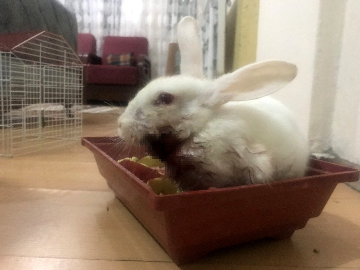(Özel) Minik Zübeyda, yaralı tavşanı için yardım bekliyor