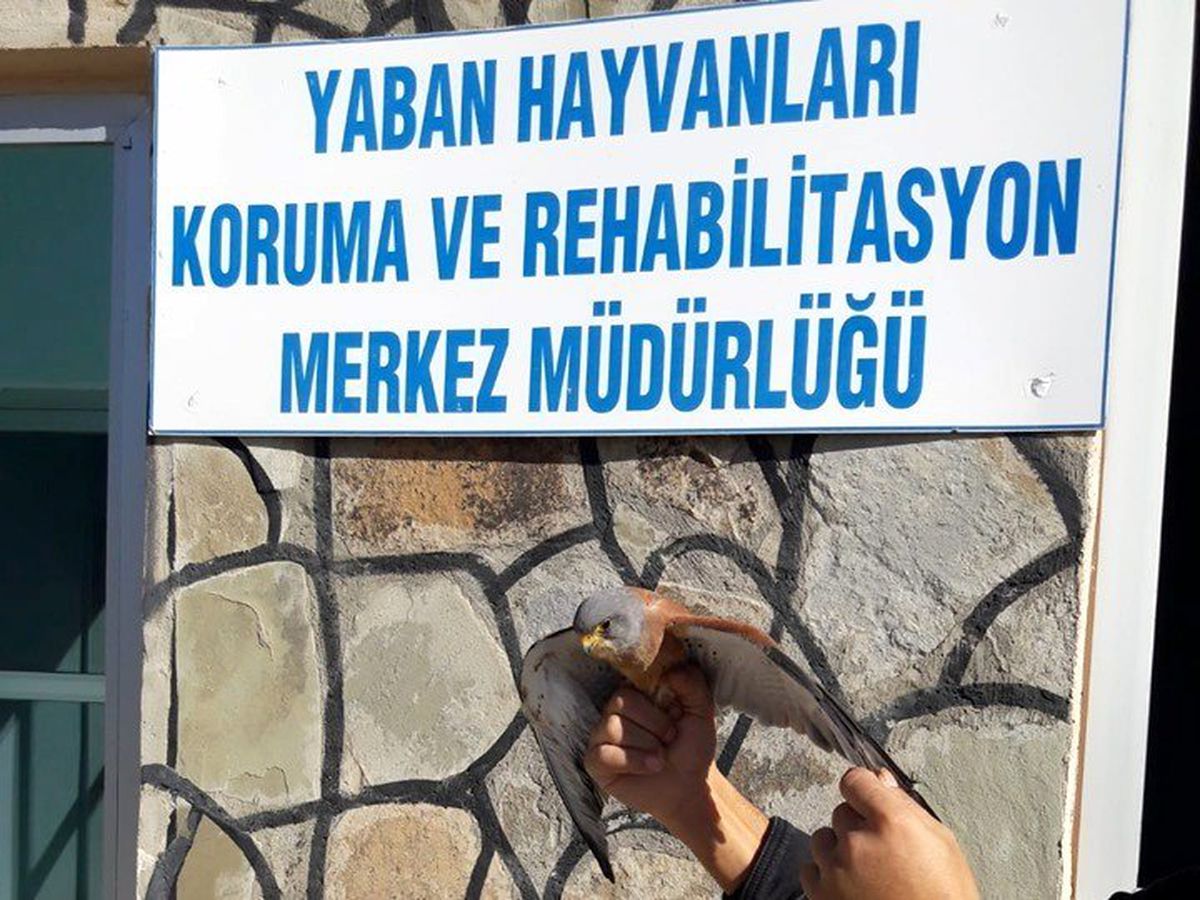 Yaralı Kerkenez tedavi altına alındı