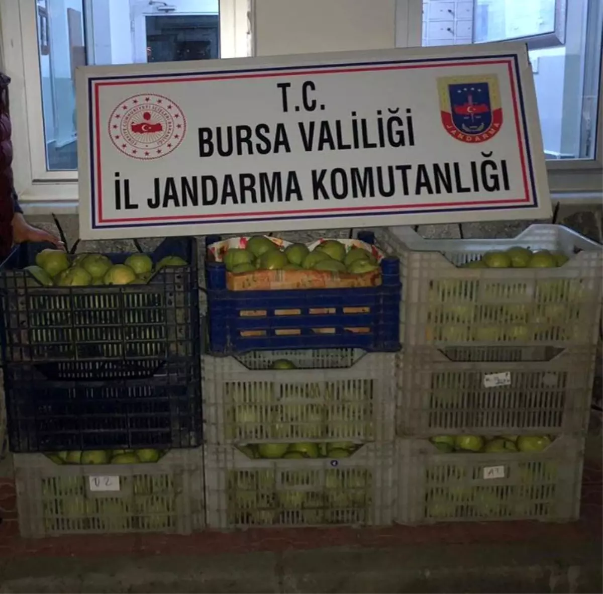 Bahçeden 300 kilo armut çaldılar