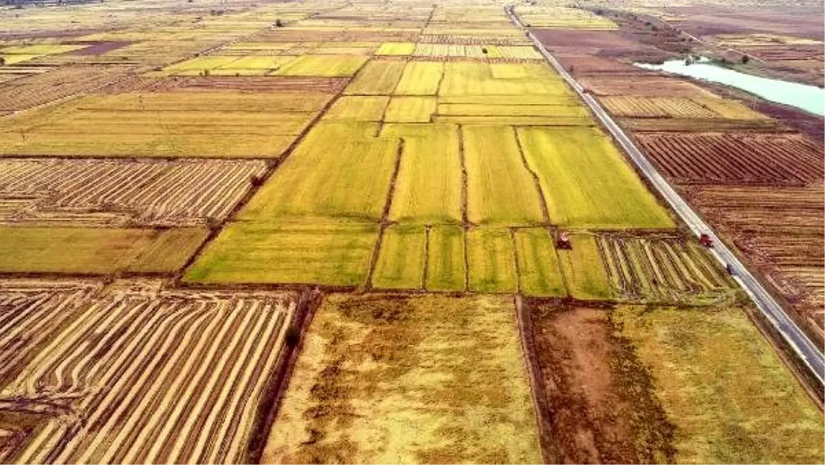 Edirne\'de verimi artan çeltik hasadında sona gelindi