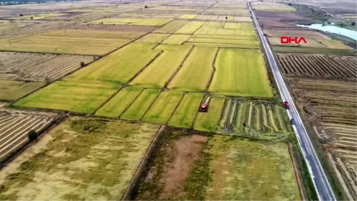 Edirne\'de verimi artan çeltik hasadında sona gelindi