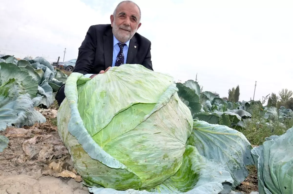 Elbistan lahanasına "coğrafi işaret" alınacak