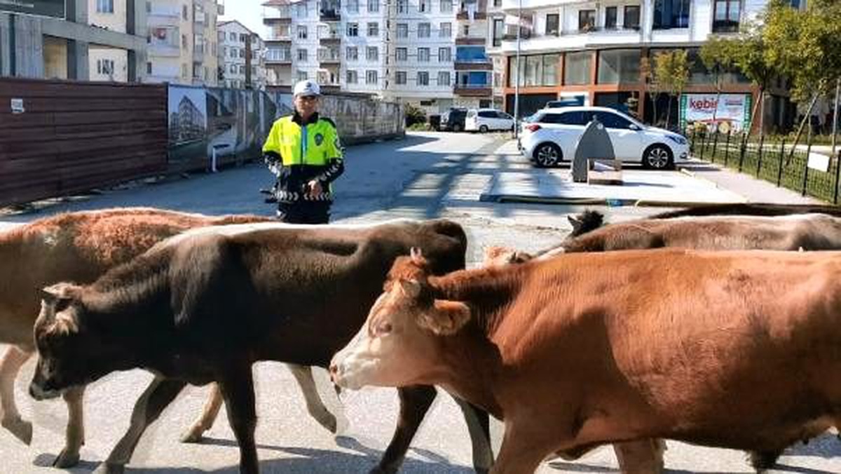 Karayoluna giren büyükbaş sürüsü, zor anlar yaşattı