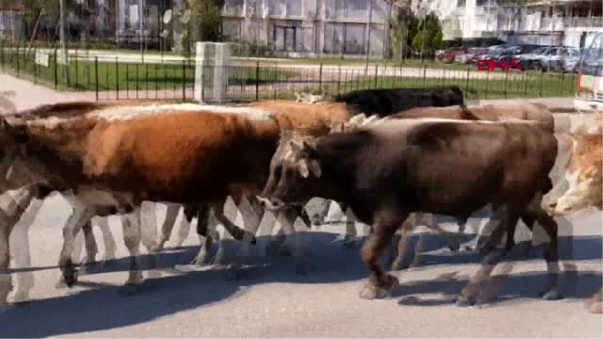 Karayoluna giren büyükbaş sürüsü, zor anlar yaşattı