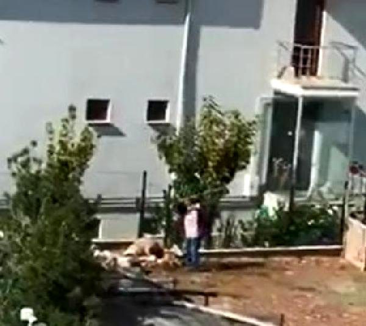 Köpeğin sopayla dövülme anı kamerada