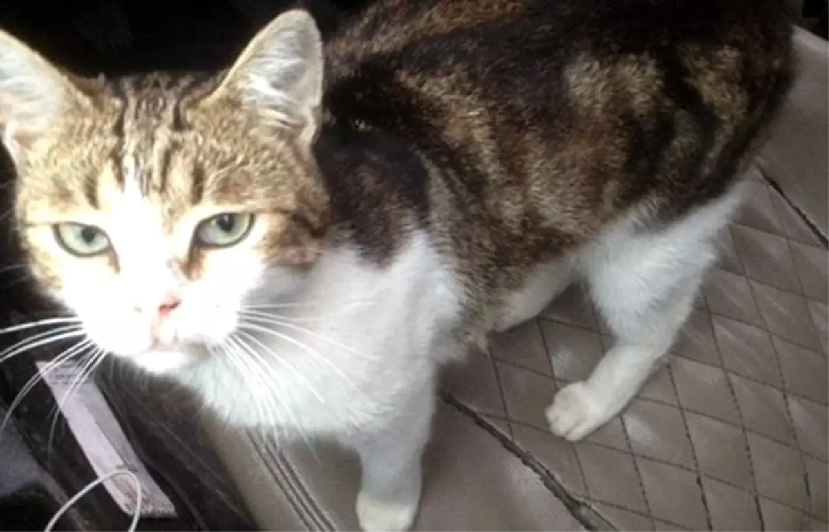 Rusya\'da uyuşturucu taşıyan kedi ortadan kayboldu
