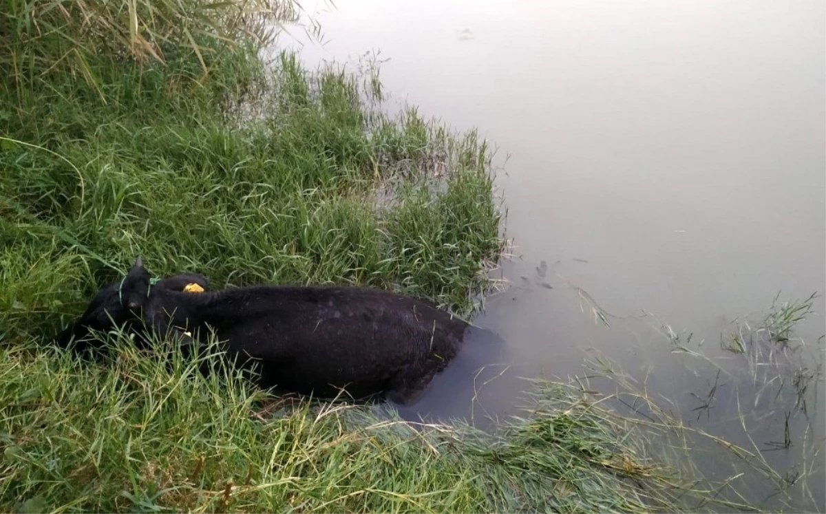 Sakarya Nehri\'ne düşen ineği AFAD ekipleri kurtarıldı