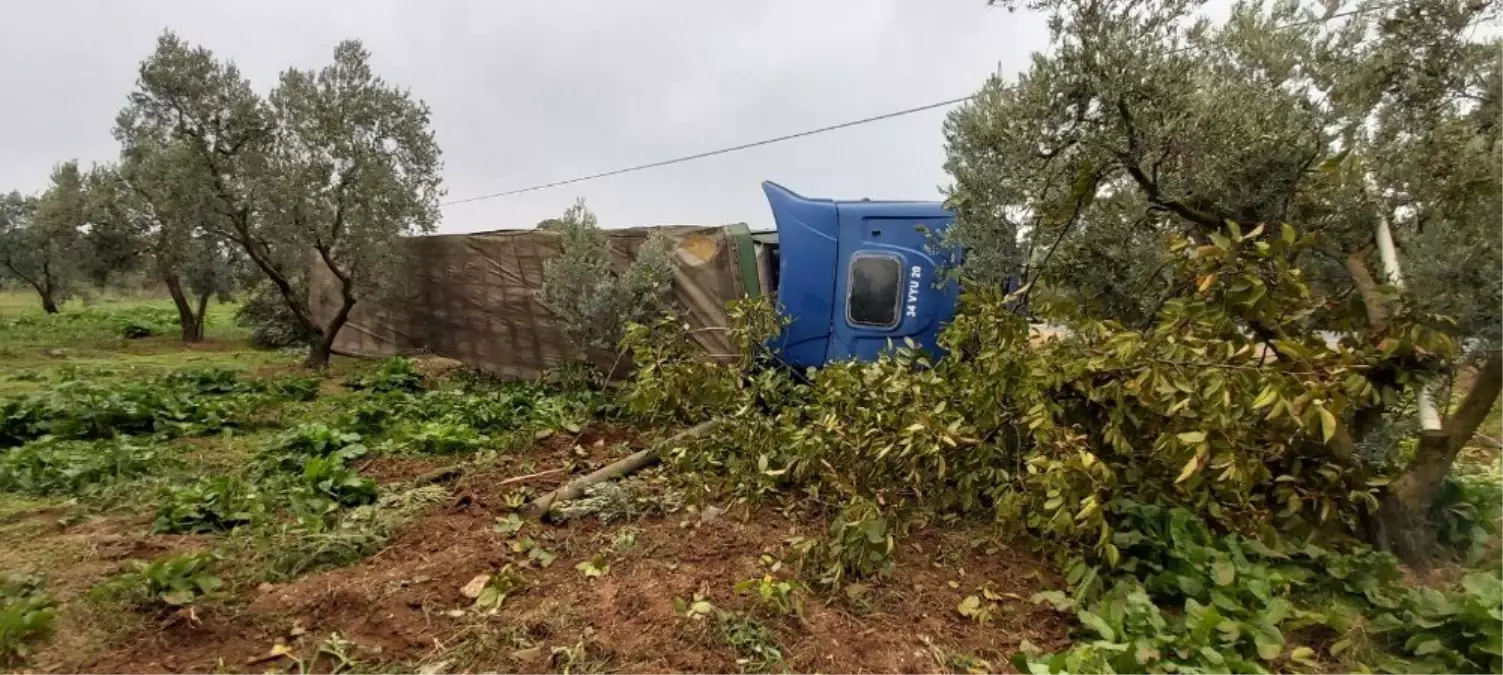 Şişe yüklü tır zeytin bahçesine devrildi