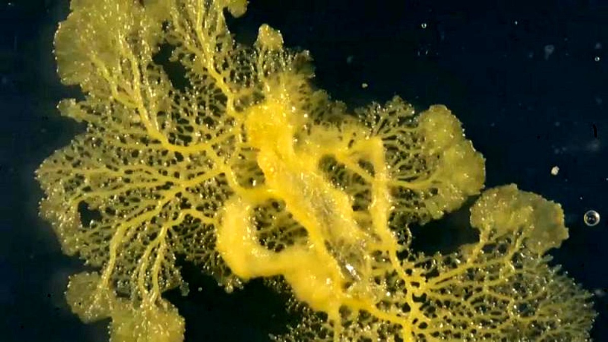 Adı Blob, beyni yok ama çözüm üretebiliyor, ağzı yok ama yemek yiyebiliyor