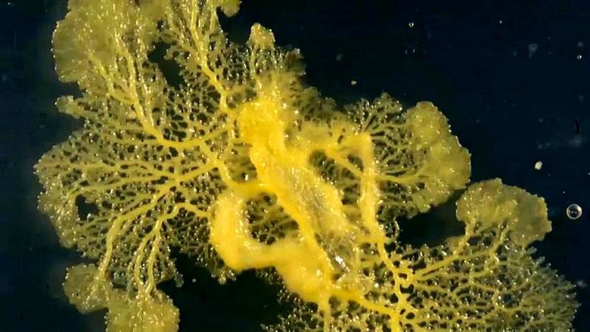 Adı Blob, beyni yok ama çözüm üretebiliyor, ağzı yok ama yemek yiyebiliyor