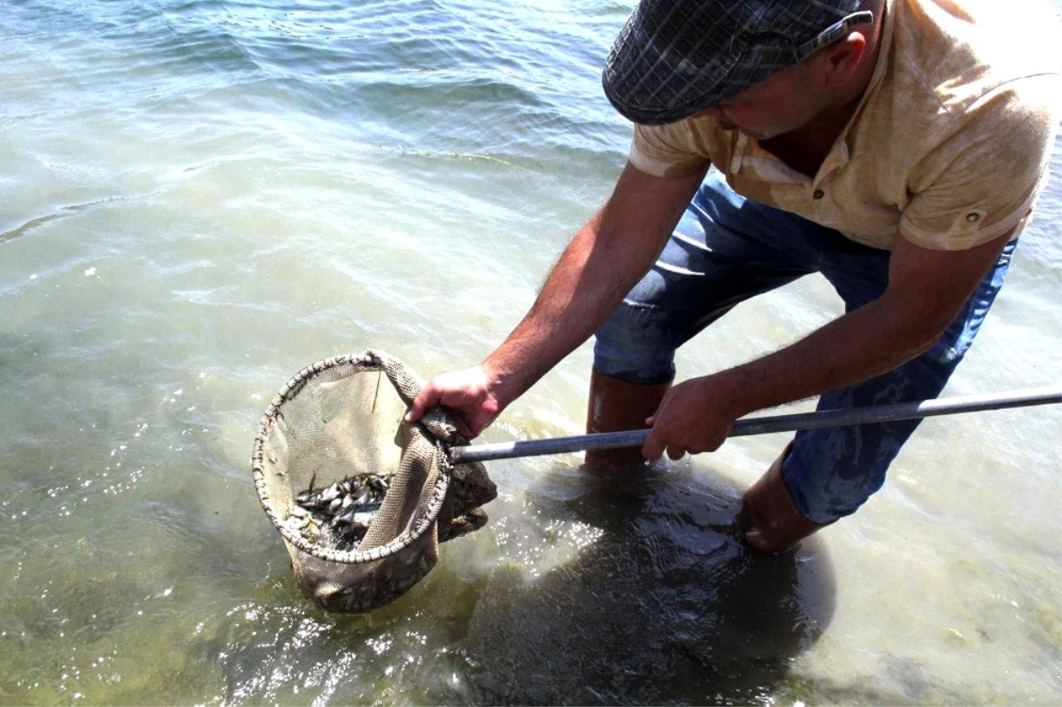 Barajlara 1 milyon 420 bin yavru balık bırakıldı