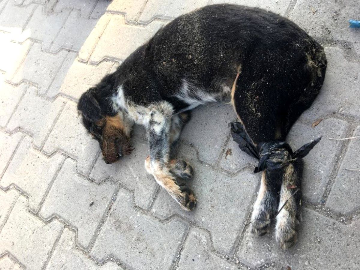 Dört ayağını bağlayıp denize attılar