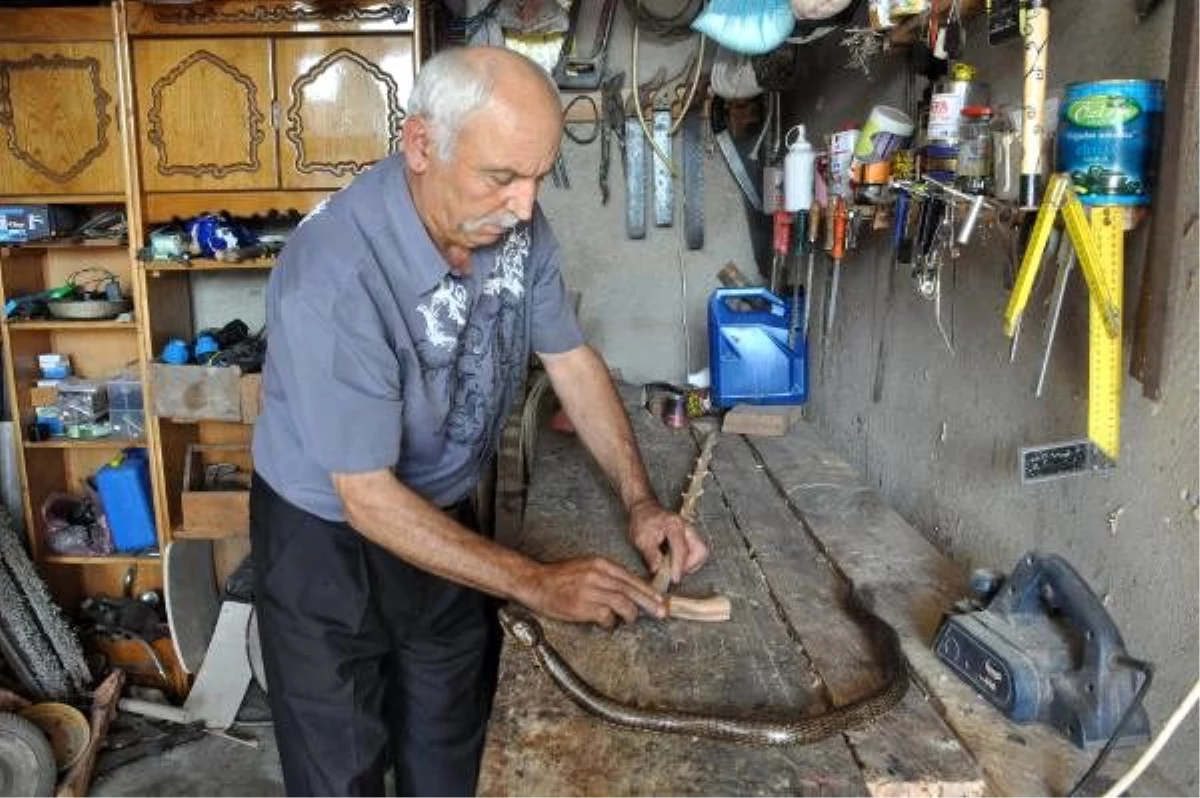 Emekli madenci, kızılcık ağacından baston yapıyor