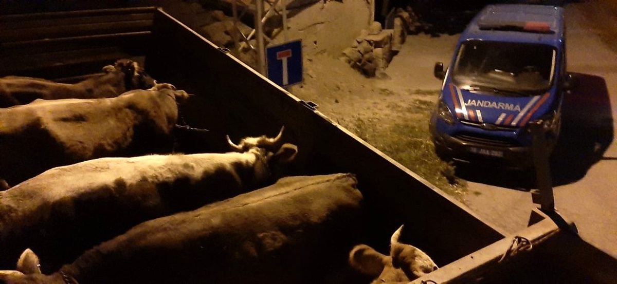 Jandarma hayvan hırsızlarını böyle yakaladı