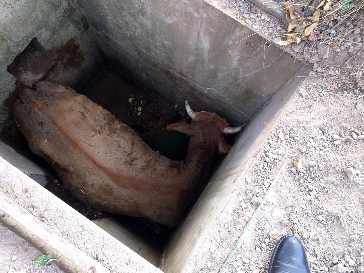 Kuyuya düşen inek itfaiye ekiplerince kurtarıldı