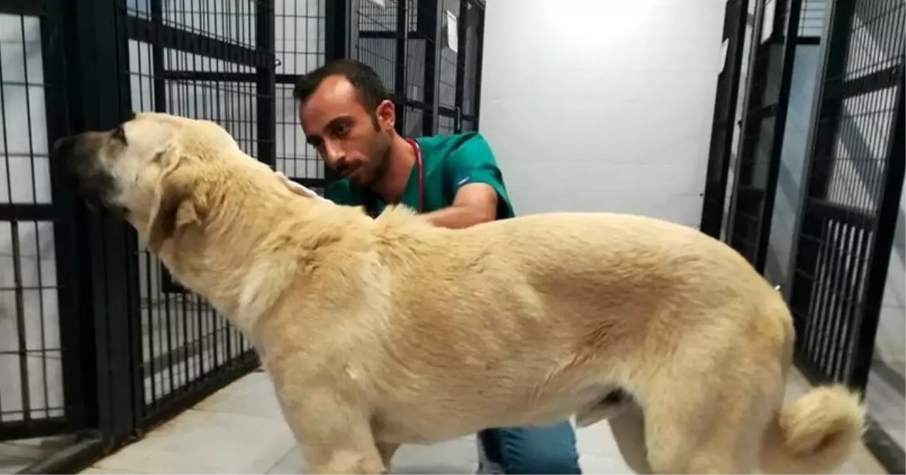 Sokak köpeğini sopa ile acımasızca dövdü