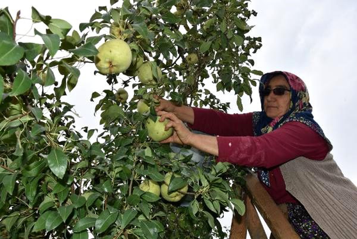 Tanesi 1 kilo gelen deveci armudunda hasat zamanı