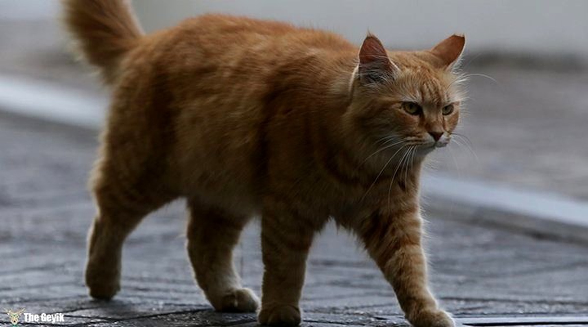 Uyuşturucu kuryesi kedi, tutulduğu hayvanat bahçesinden kaçtı