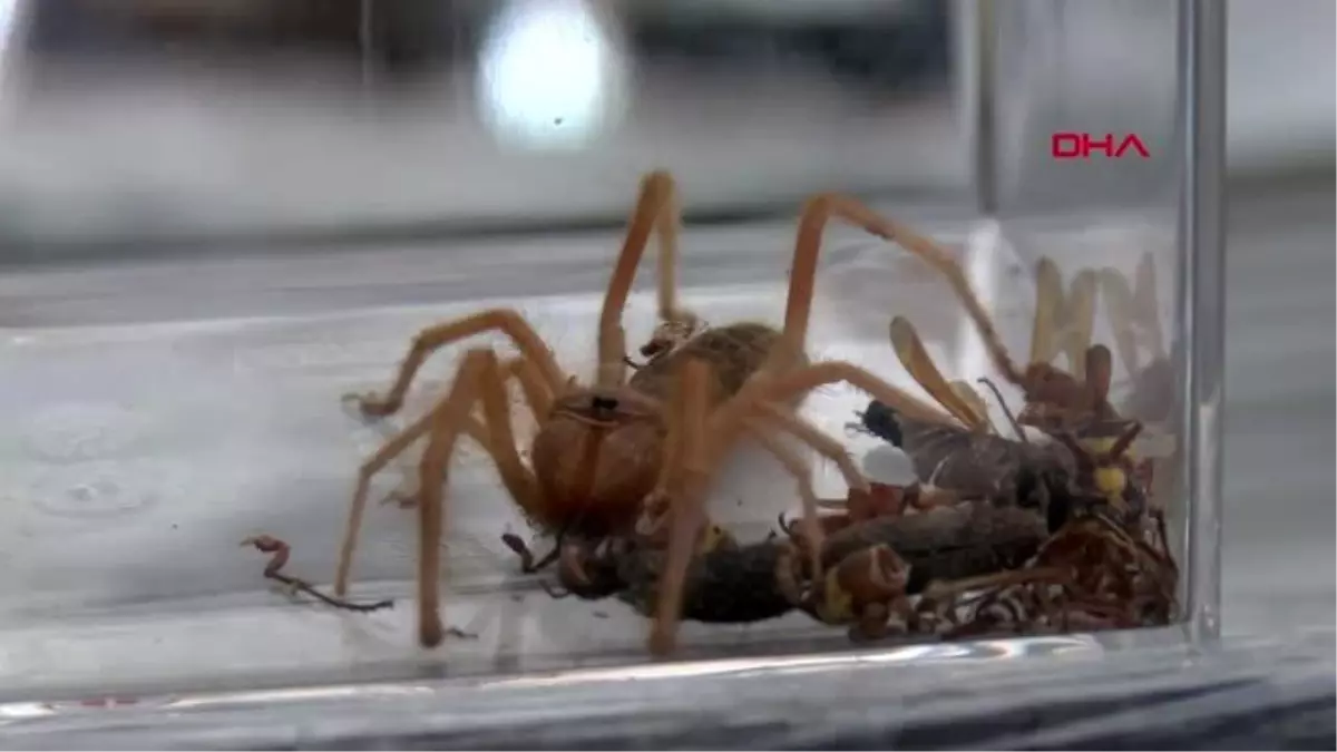 Antalya et yiyen örümceği, cam fanusta besliyor