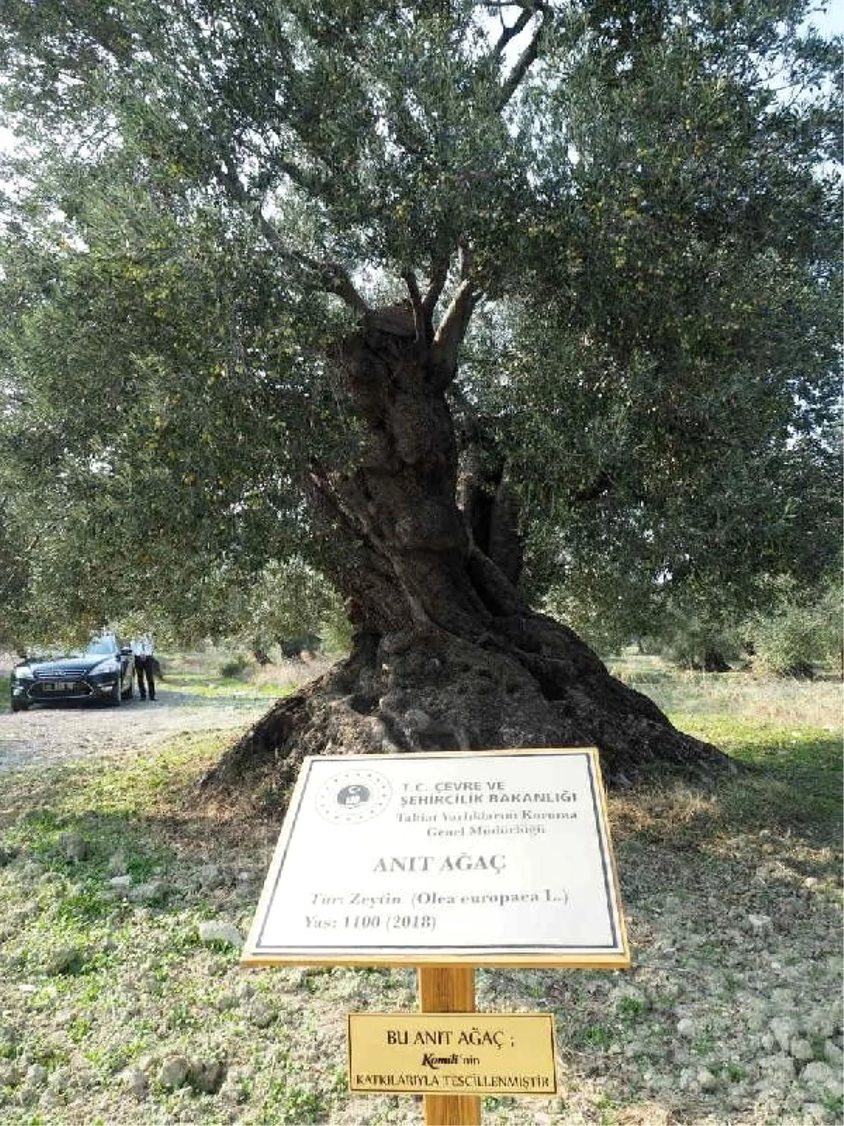 Ayvalık\'ta 1100 yaşındaki anıt zeytin ağacı tescillendi