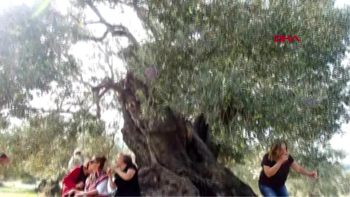 Ayvalık\'ta 1100 yaşındaki anıt zeytin ağacı tescillendi