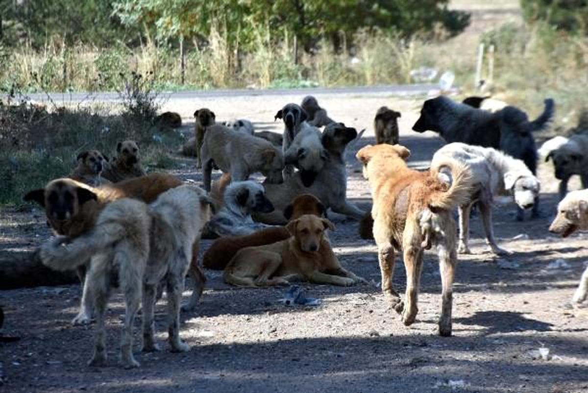 Edirne\'de sokak köpekleri \'bakımsızlıktan ölüyor\' iddiası