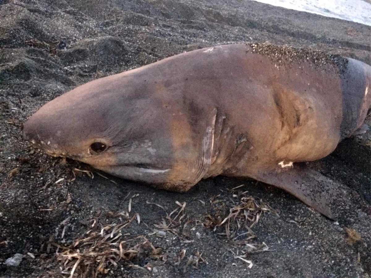 İzmir\'de 3 metre uzunluğunda köpek balığı karaya vurdu