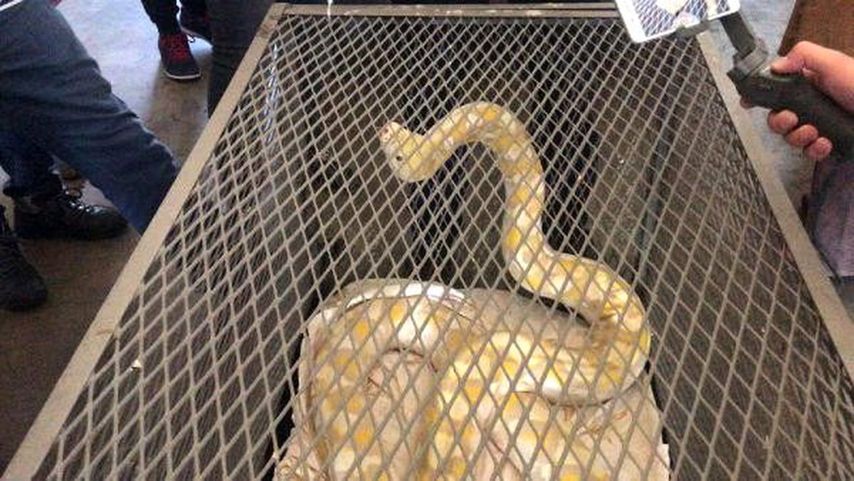 Kapıkule\'de piton ile yavru timsah ve kertenkele ele geçirildi