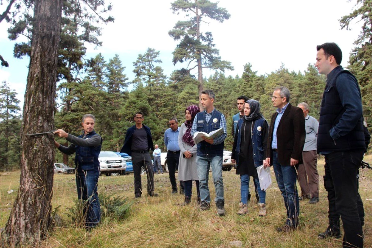 Kaymakam Deniz Pişkin, ormanda kesim çalışmalarını inceledi