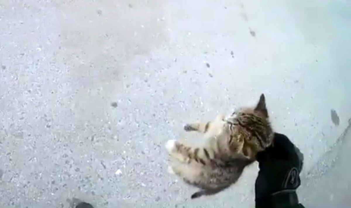(Özel) İstanbul\'da sürücülerin yaralı kediyi kurtarma mücadelesi kamerada