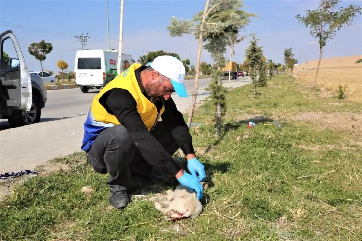 Yaralı köpeğe Tuşba Belediyesi sahip çıktı