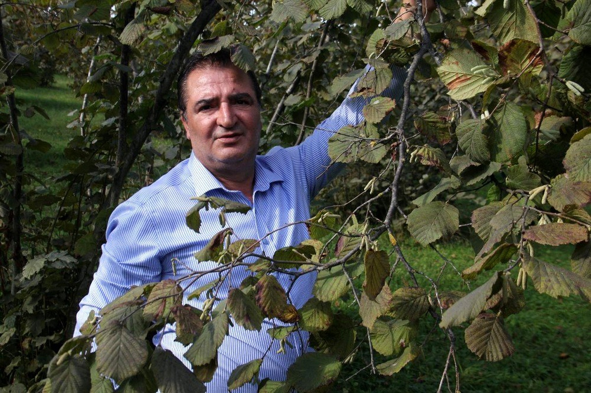 Arslantürk: "Fındıkta tehdit oluşturan Kahverengi Kokarca böceği kışı evlerde saklanarak geçiriyor"