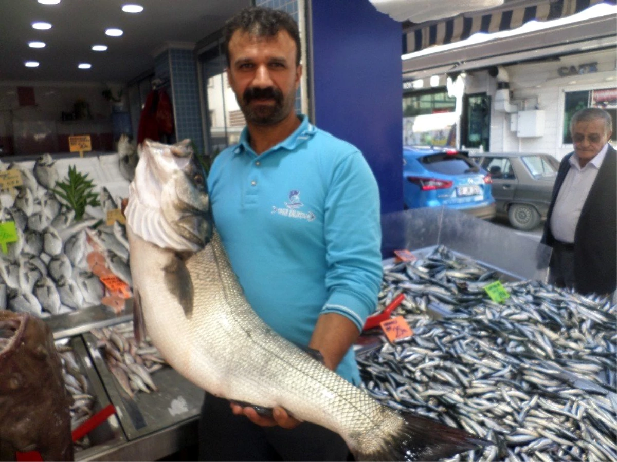 Balıkçıların ağlarına 10 kiloluk levrek takıldı