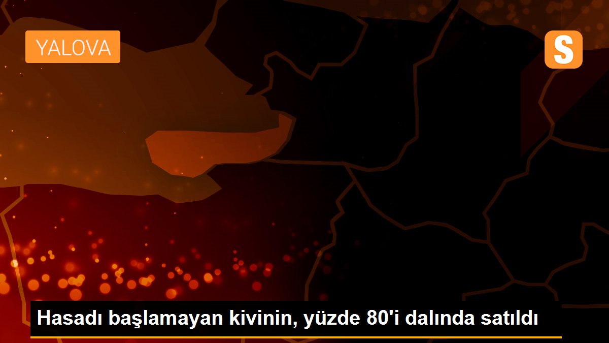 Hasadı başlamayan kivinin, yüzde 80\'i dalında satıldı