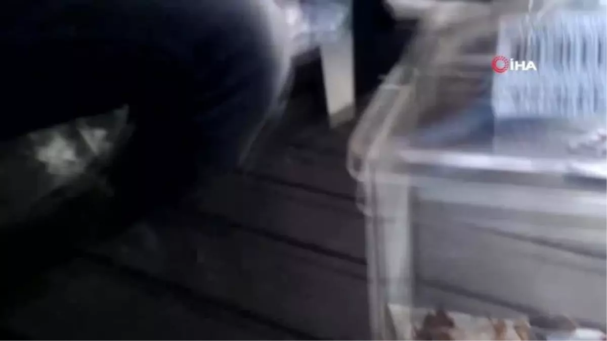 Her gün böcek yakalayıp besliyor, bulamazsa et veriyor