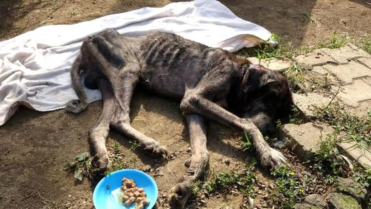 İşkence görüp, ölüme terk edilen köpeğe sahip çıktılar