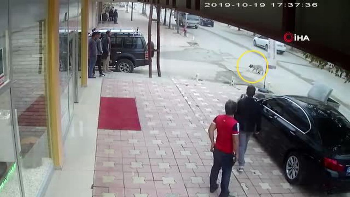 Minibüsün çarptığı köpek öldü...O anlar kamerada