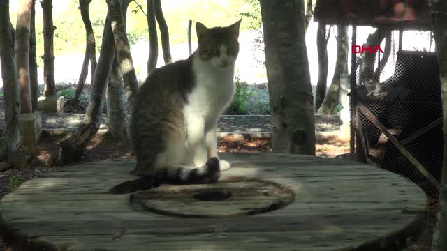Samsun Kedi Kasabasi Nda Kedilerin Keyfine Diyecek Yok Son Dakika