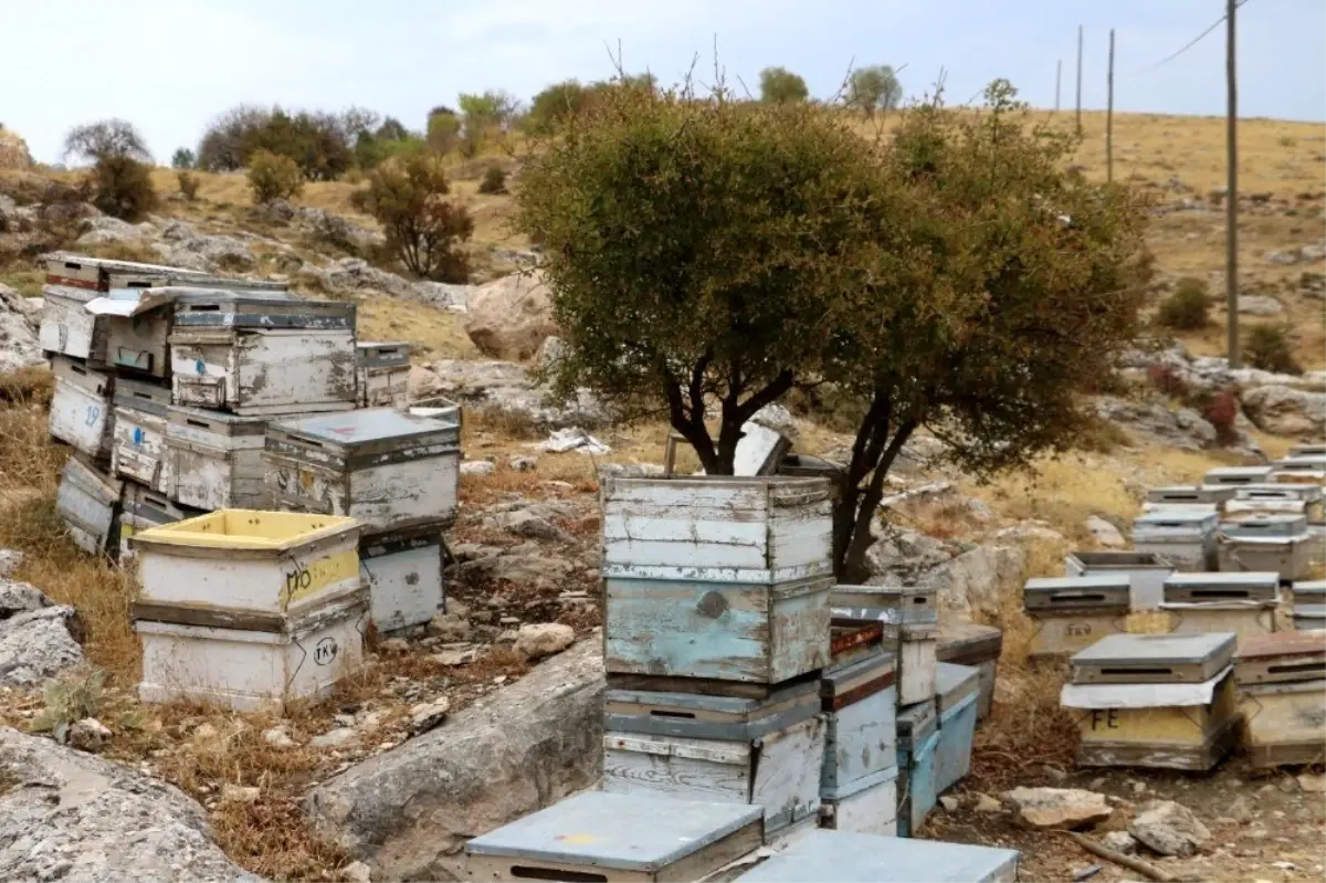 Siirt\'te modern arıcılık eğitimi düzenlendi